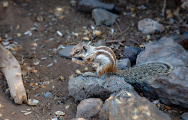 Brown squirrel eats peanuts on Matorral beach. The edge of the beach near the city and the resort...