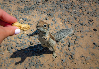 A brown squirrel takes peanuts from the hands of a woman on Matorral Beach. The edge of the beach near the city and the resort of Morro Jable. Fuerteventura.