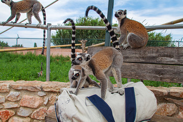 Lemurs are sitting on a bag in a park in the city of Athens Greece