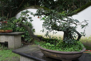 bonsai