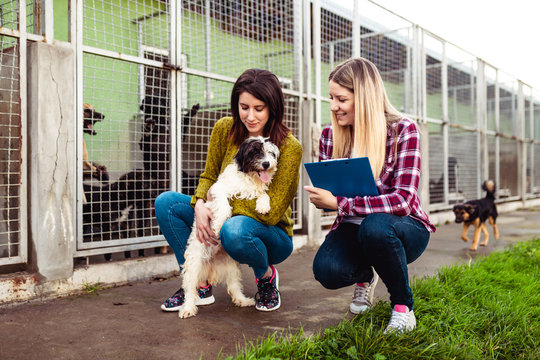 Young woman with worker choosing which dog to adopt from a shelter..