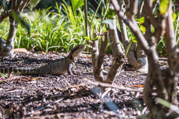 Bartagame im botanischen Garten, Sydney