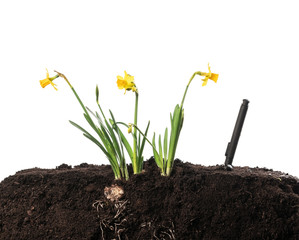 Narcissus flower with roots and soil isolated on white background