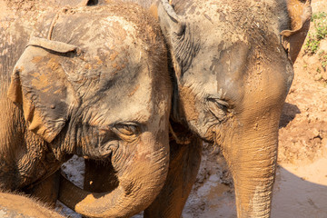 Elephants in Chiang Mai, Thailand