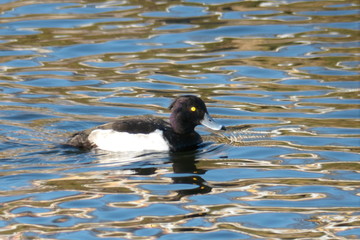 KODAK Digital Still Camera