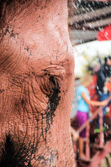 Sad, crying asian elephant - close up. Looks like a rosa elephant, chained, tourist attraction in Thailand