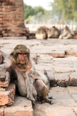 Old, fat and lazy monkey in the ruins of Lopburi, Thailand