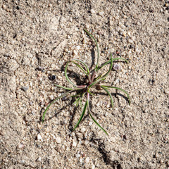 USA, Nevada, Clark County, Eldorado Valley, Boulder City. A grass seedling from the nonnative invasive weed Arabian schismus (Schismus arabicus) that now covers millions of acres in the Mojave Desert.