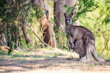 Känguruh und Junges im Schatten
