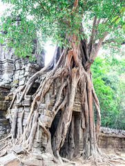 Tree on the ankor wat ruins