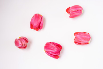 Red tulips on a light background. The concept of a holiday, celebration, women's day, spring. Flat lay, top view, copyspace. Background natural vibrant image, suitable for banner, postcard.