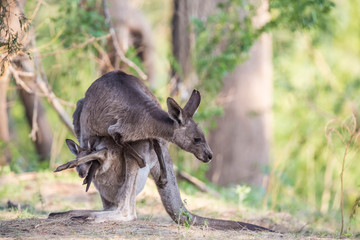 Känguruh und Junges im Schatten