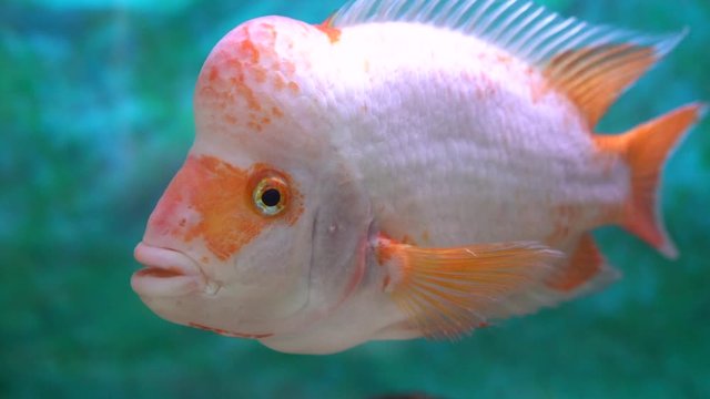 Close up of a fish named midas cichlid