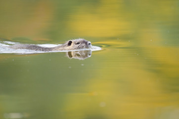 River rat, coypu swimming in th elake