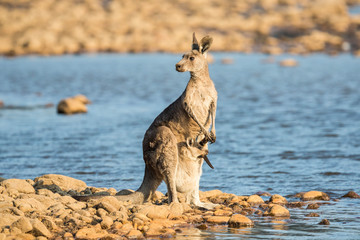 Kangaroo mit Junges am Wasserloch