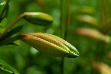 daylily closeup. not opened bud  of the day-lily. garden in the early morning Beautiful floral background with bokeh effect