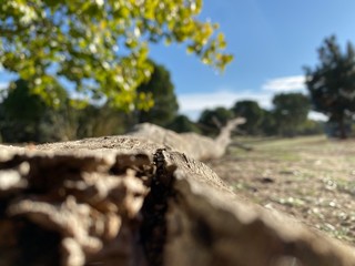 Broken tree in the park