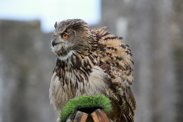 bird of prey