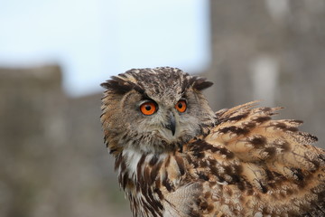 portrait of an owl