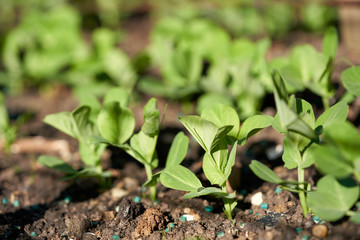 Young green pea seedlings, plants, growing in a vegetable garden outside. Front, side view.