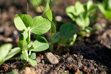 Young green pea seedlings, plants, growing in a vegetable garden outside. Front, side view.