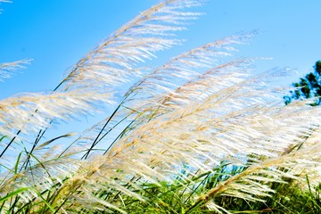 White feather grass against blue sky on a windy day
