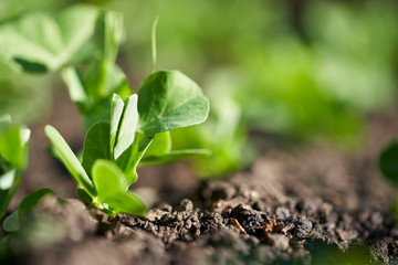 Young green pea seedlings, plants, growing in a vegetable garden outside. Front, side view.