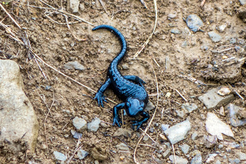 Black salamander by the Daubensee lake in the canton of Valais Switzerland