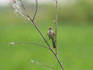 The common whitethroat (Sylvia communis) is a common and widespread typical warbler which breeds throughout Europe