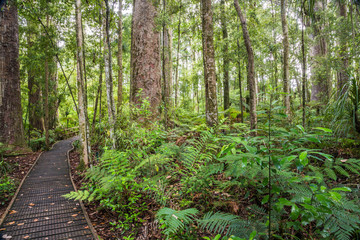 Trounson Kauri Park