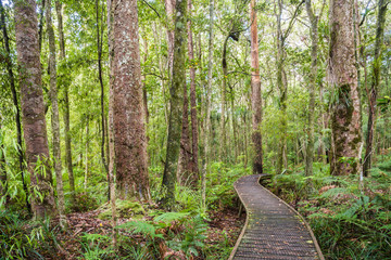 Weg im Trounson Kauri Park, Neuseeland