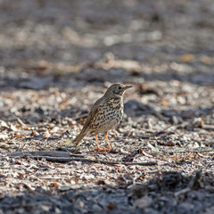 The song thrush (Turdus philomelos) is a thrush that breeds across much of Eurasia. 