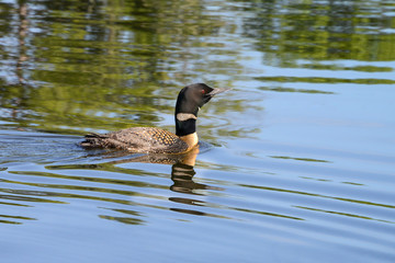 Common loon