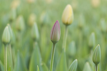 background of blooming tulips with yellow and one pink buds