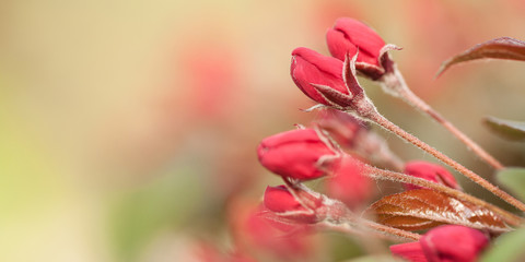 sakura branch with wonderful bright buds