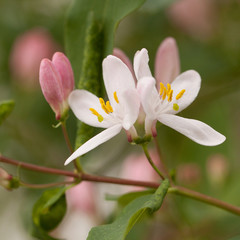 flowering honeysuckle branch with delicate pink flowers and buds