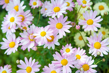 Fototapeta premium Fresh pink daisies growing in a sunny spring garden 