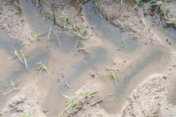 traces of agricultural machinery in wet slippery mud on the field