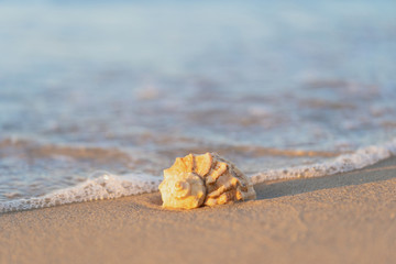 beautiful shell lies on the beach, next to the azure water of the sea
