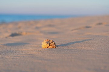 beautiful shell lies on the beach, next to the azure water of the sea