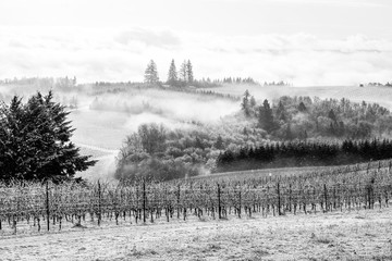 Looking down a hill through mist to a snow covered vineyard in Oregon, patterns of vines and dark evergreens in contrast.