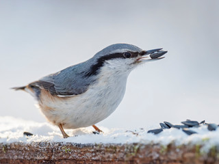 The Eurasian nuthatch or wood nuthatch (Sitta europaea) is a small passerine bird of the Sittidae family.