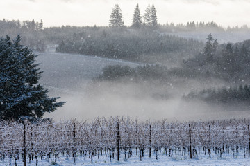 Snow falls on a scene of an Oregon vineyard, contrasts of evergreen trees and fog.
