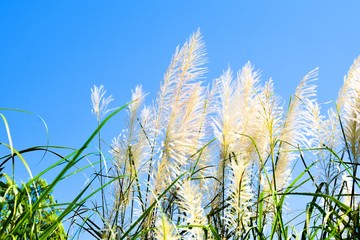 White feather grass against blue sky on a windy day