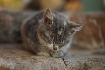 Cute grey kitten resting on the stone steps.