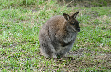 Kangaroo in freedom laying down resting on the grass and enjoying the sun