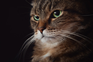 stunning closeup portrait of serious brown marble tabby male cat with green eyes isolated on dark black background