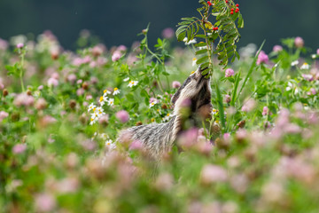 Beautiful European badger (Meles meles - Eurasian badger) in his natural environment in the summer meadow with many flowers