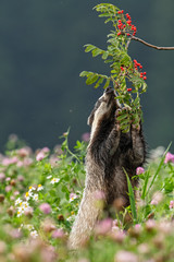 Beautiful European badger (Meles meles - Eurasian badger) in his natural environment in the summer meadow with many flowers © Lukas