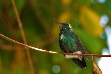 Fototapeta premium ZUN ZUN